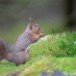 Red Squirrel 130210_6